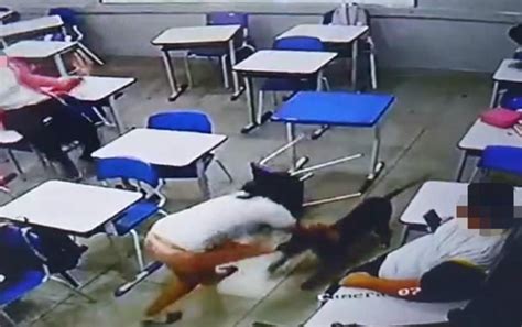 VÍDEO: cachorro invade escola e ataca aluna dentro de sala de。